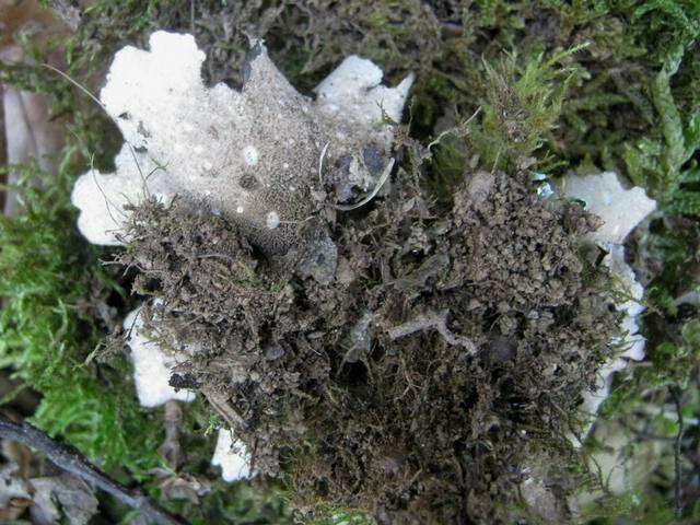 Image of spotted felt lichen