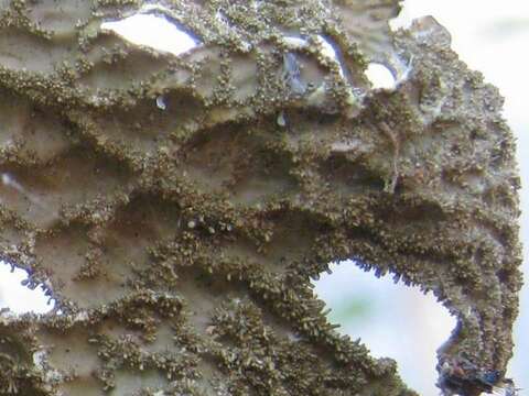 Image of lung lichen