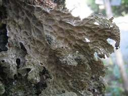 Image of lung lichen