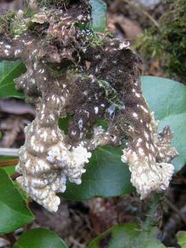 Image of lung lichen