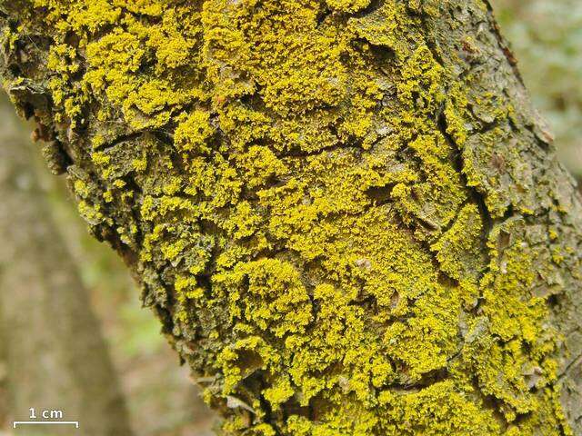 Image of lemon lichen