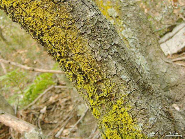 Image of lemon lichen