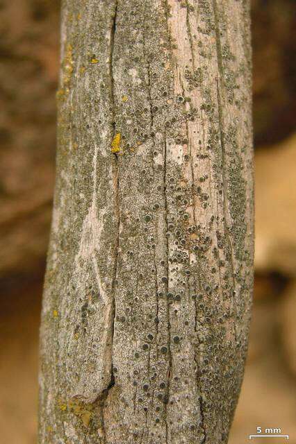 Image of soot lichen