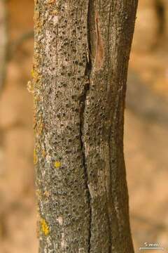 Image of soot lichen