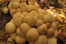 Image of Lycoperdon