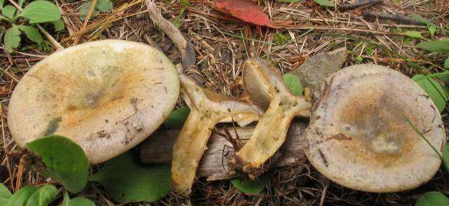 Image of Lactarius chelidonium Peck 1872