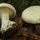 Image of Clitocybe robusta Peck 1897