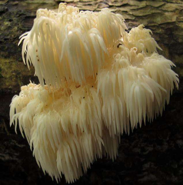 Image of Hericium americanum Ginns 1984