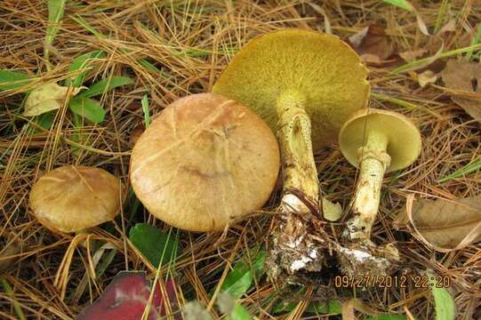 Image of Suillus acidus (Peck) Singer 1945