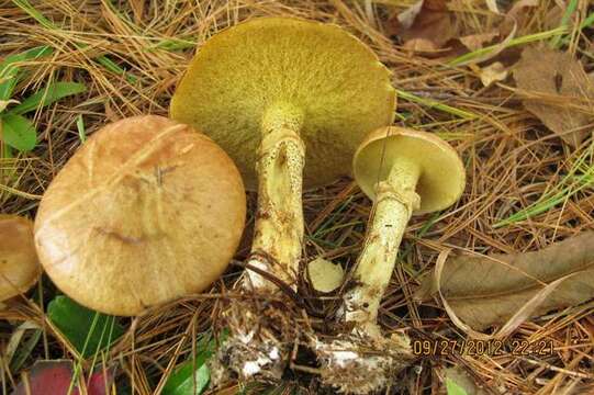 Image of Suillus acidus (Peck) Singer 1945