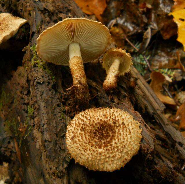 Слика од Leucopholiota