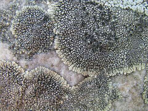 Image of mountain lichen