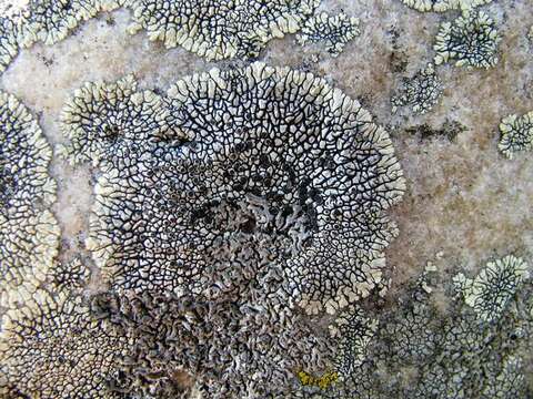 Image of mountain lichen