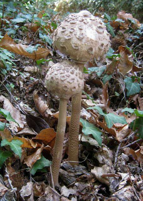 Image of Macrolepiota