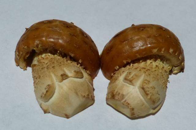 Hemistropharia resmi