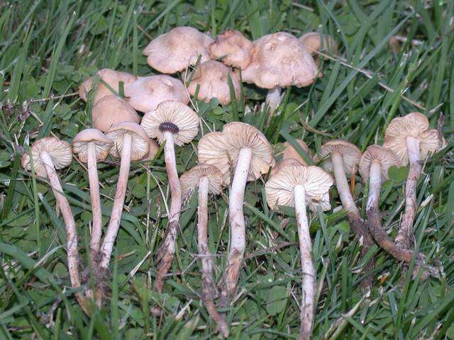 Image of Marasmius