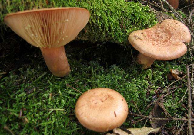 Image of Lactarius vinaceorufescens A. H. Sm. 1960