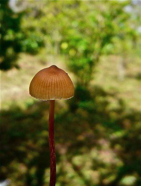 Image de Psilocybe mexicana R. Heim 1957