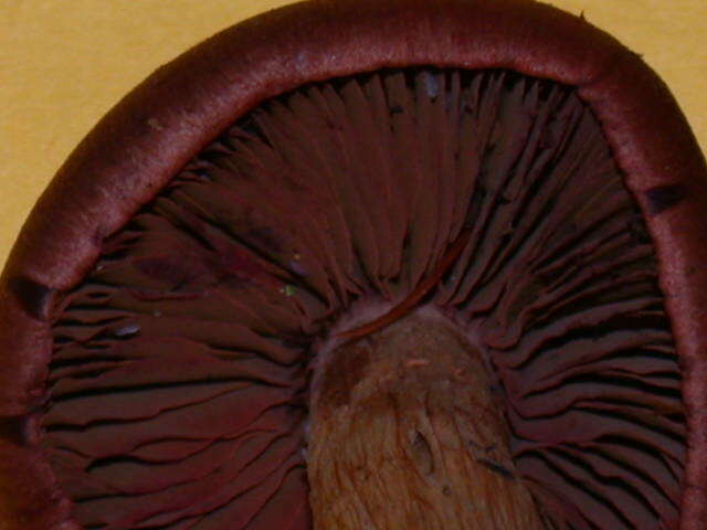 Image of Cortinarius smithii Ammirati, Niskanen & Liimat. 2013