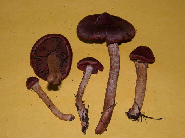 Image of Cortinarius smithii Ammirati, Niskanen & Liimat. 2013