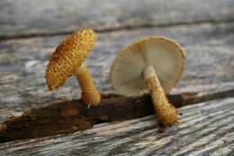 Слика од Leucopholiota