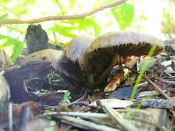 Image of Psilocybe