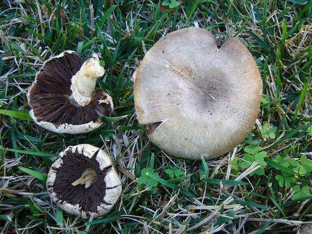 Imagem de Agaricus californicus Peck 1895