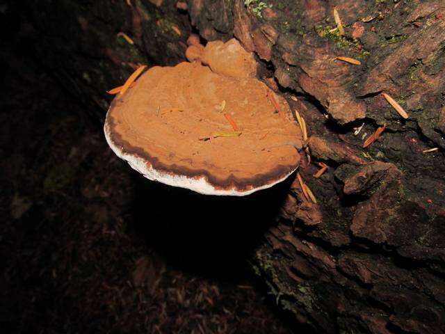 Image of Ganoderma