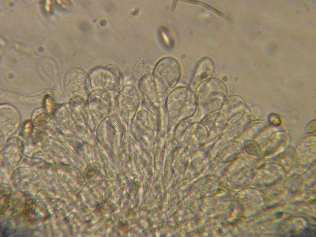 Image of Hebeloma luteicystidiatum Beker, Vesterh. & U. Eberh. 2015