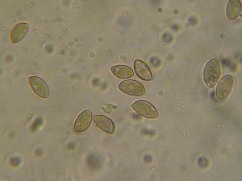 Image of Hebeloma luteicystidiatum Beker, Vesterh. & U. Eberh. 2015