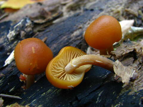 Image of Galerina