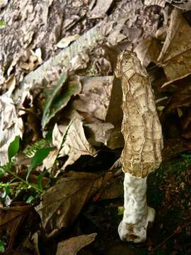 Plancia ëd Morchellaceae