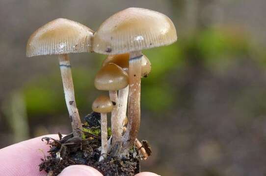 Image de Psilocybe stuntzii Guzmán & J. Ott 1977