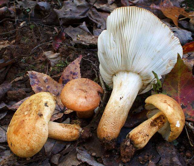 Image of Russula ballouii Peck 1913