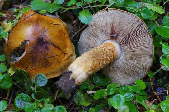 Imagem de Tricholoma aurantium (Schaeff.) Ricken 1914