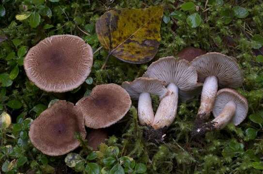 Imagem de Tricholoma vaccinum (Schaeff.) P. Kumm. 1871