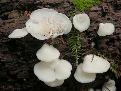 Crepidotus resmi