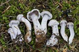 Image of light violet cortinarius