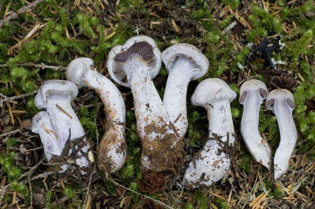 Image of light violet cortinarius