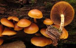 Image of Galerina