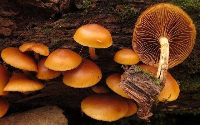 Image of Galerina