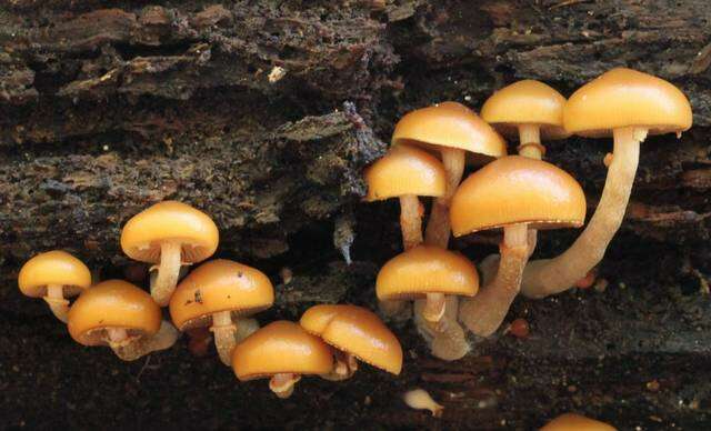 Image of Galerina