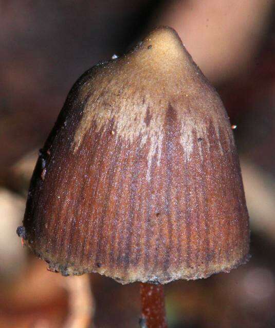 Image of Psilocybe fagicola R. Heim & Cailleux 1959