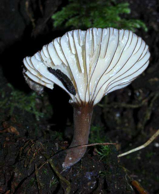 Image of Lactarius fuscomarginatus Montoya, Bandala & Haug 2012