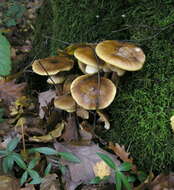 Image of Honey Fungus