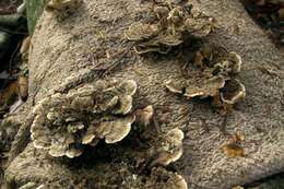 Image of Trametes