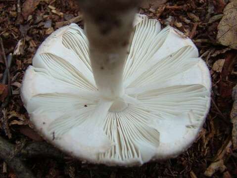 Plancia ëd Amanita morrisii Peck 1910