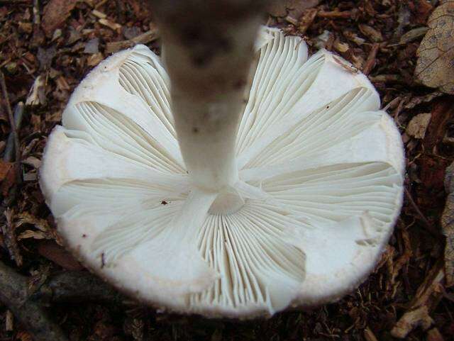 Plancia ëd Amanita morrisii Peck 1910