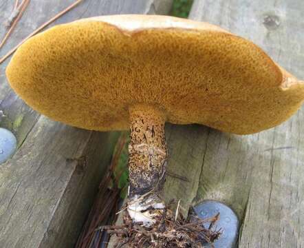 Image of Suillus acidus (Peck) Singer 1945