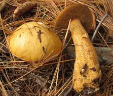 Image of Suillus punctipes (Peck) Singer 1945